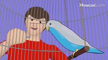 How to Choose the Pet Bird That's Right for You