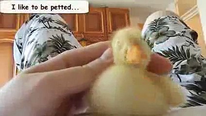 Funny Videos From A Duck's Life - Funny Ducks Compilation 2015
