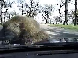 Monos en Apareamiento