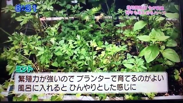 「ハーブ&夏野菜の楽しみ方」FBSニュースチャンネル出演