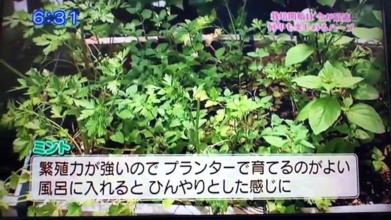 「ハーブ&夏野菜の楽しみ方」FBSニュースチャンネル出演