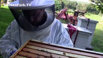 Honey Harvest w/ Bee Escape Beekeeping 101