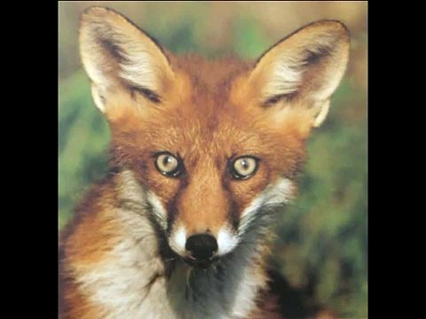 Le corbeau et le renard de Jean de la Fontaine