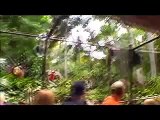 Globe Trekker style Jungle Adventure and Indiana Jones Ride