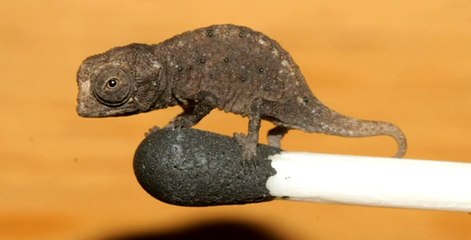 Dünya'nın En Küçük Sürüngeni | Cüce Bukalemun