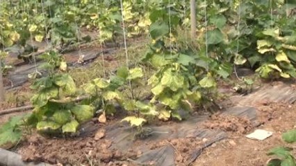 Elektrik Kesintilerinin Seradaki Ürünlere Zarar Verdiği İddiası