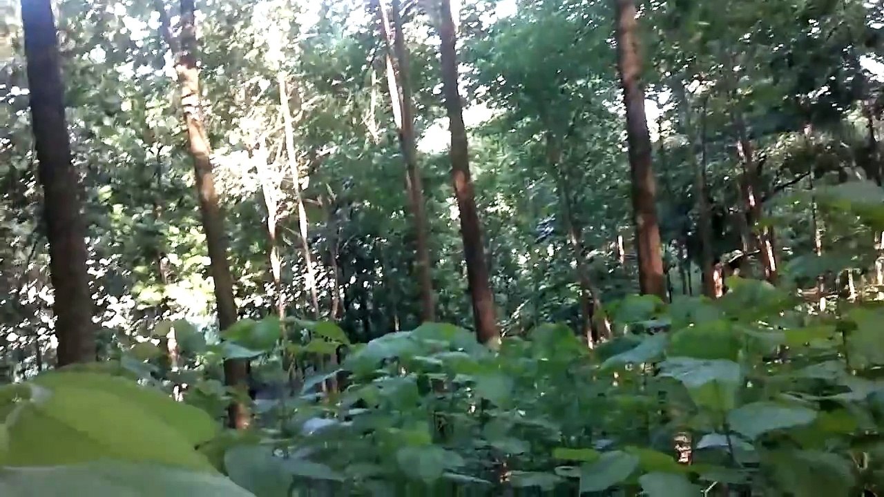 Caza De Venado, Beagle y Sabueso rastro de venado (Alta Definicion)