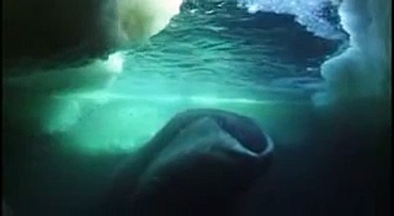 Oso polar a la caza de ballenas beluga