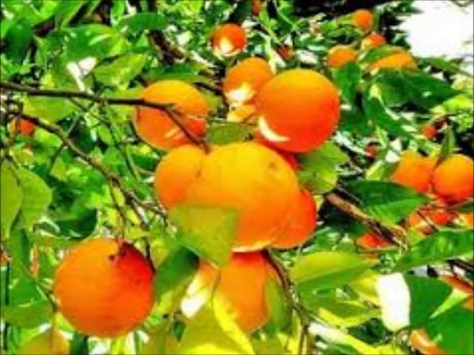 Jännerwein-Sommer