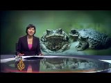 Cane toads 'invade' Western Australia - 12 Nov 08