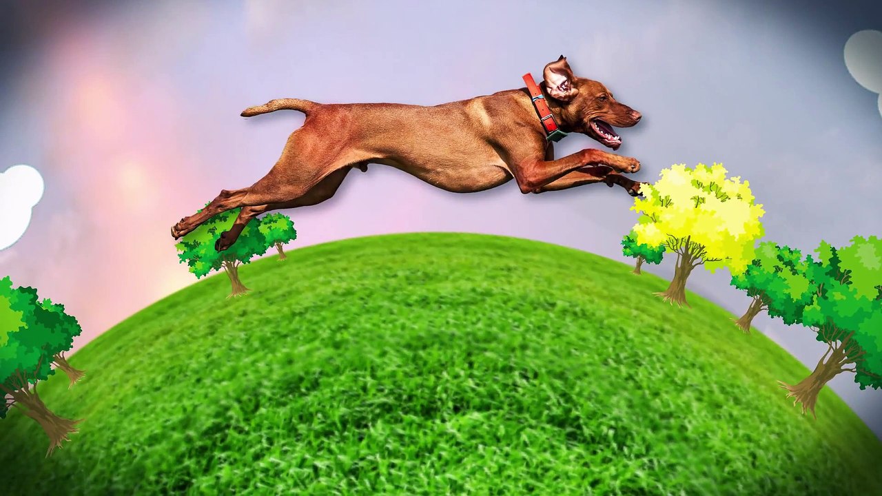 Natural Stride for Dogs