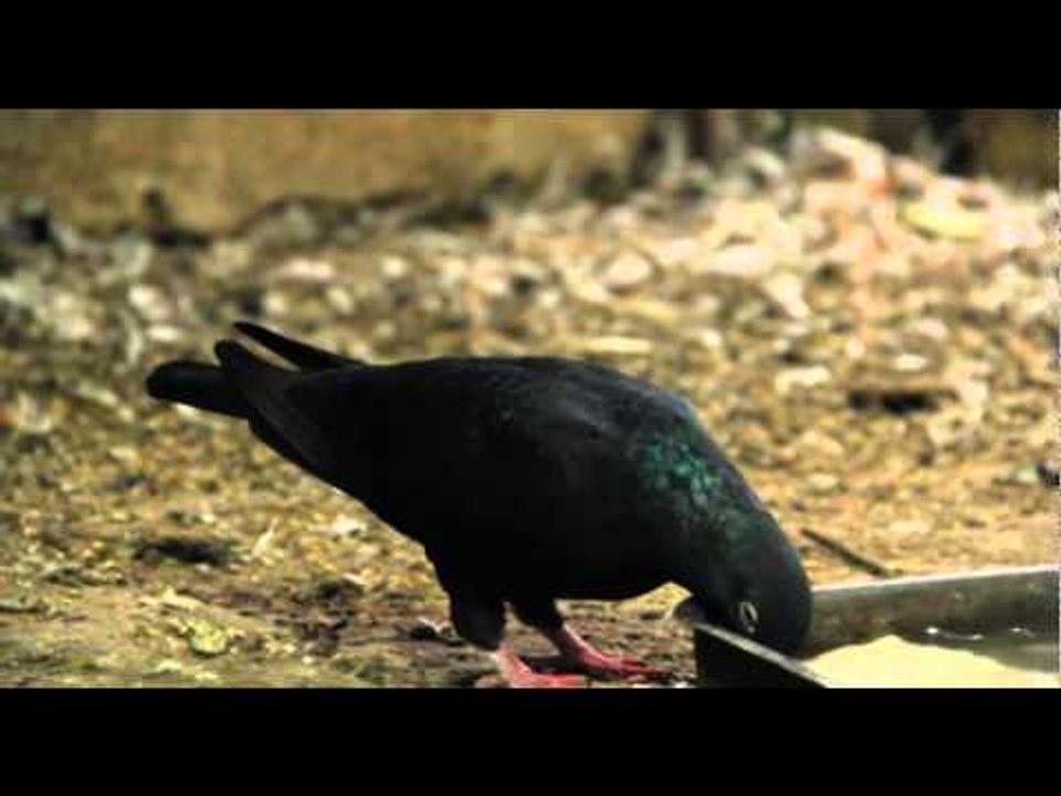 "كش الحمام".. هواية تركية يمارسها مواطنون في سلفيت