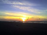 Seagulls Flying at Sunrise