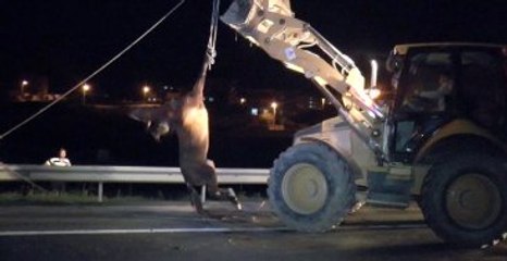 Minibüsün Çarptığı Yaralı At Ölüme Terk Edildi