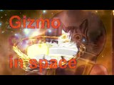 Gizmo kitten Cat in space the UFO Encounter - The Weightless Cat