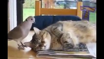 funny animals: Video Moments of animal humor