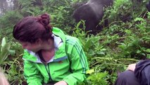 Tense encounter with a Silverback Mountain Gorilla in Rwanda