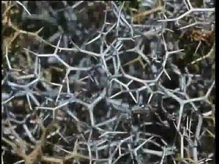 Mediterranean vegetation - how plants survive