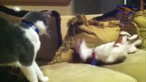 Dogs and cats meeting for the first time - Cute and funny dog & cat compilation