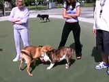 Pit Bull Day at the dog park