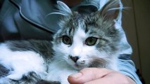 かわいい　子ネコ　ミユ　膝の上から002　ニコンクールピクス6900で撮影,cat,kitten,nikon,coolpix,6900