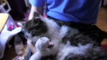 かわいい　子ネコ　ミユ　膝の上から001　ニコンクールピクス6900で撮影,cat,kitten,nikon,coolpix,6900