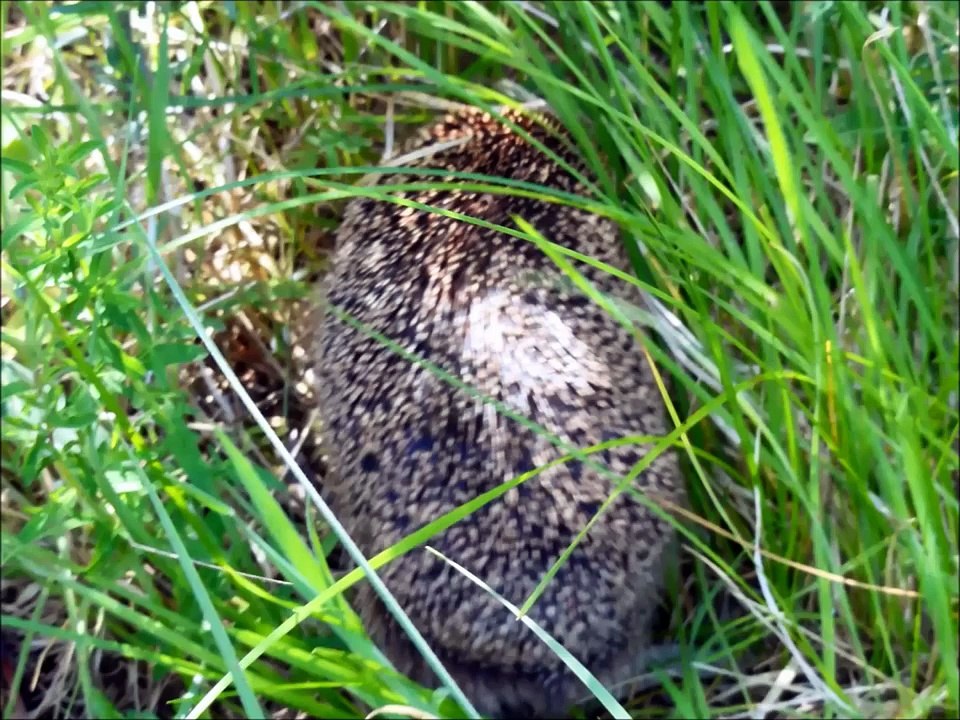 Igel im IGA Park Rostock