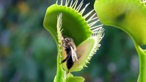 Venus flytrap eating a bee