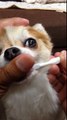 チワワの歯磨き ♩Tooth brushing of a dog♪