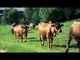 Voyage: Traite des vaches de montagnes en prairie - Milking mountain cows