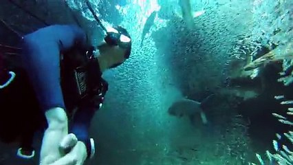 Nager entouré de millions de poissons