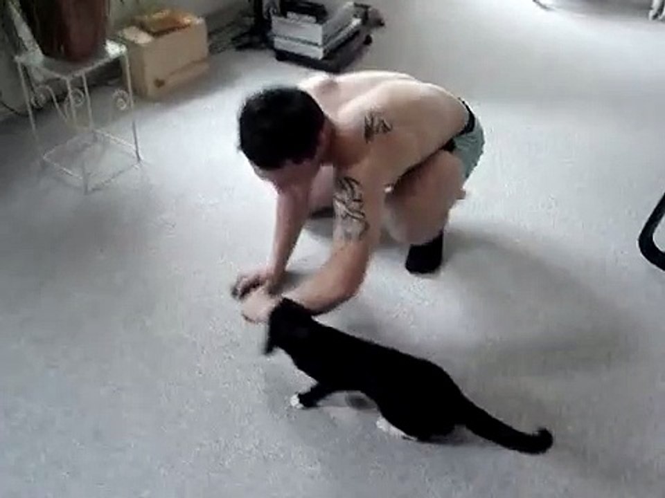 Cat attack