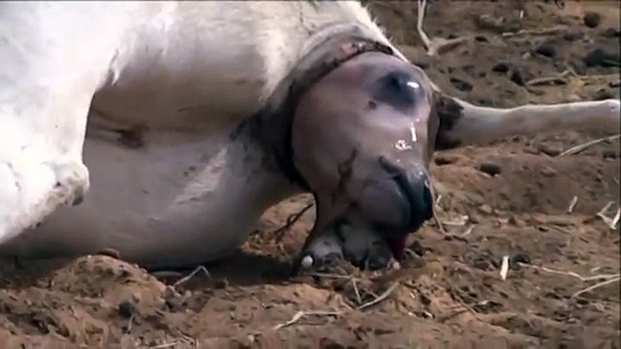 Al Ain Zoo - UAE (African Oryx Birth in front of the Public and Visitors!! )