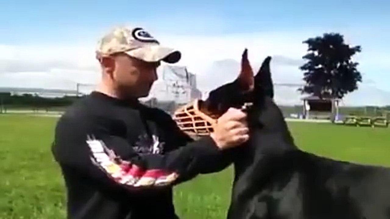 Extremely well trained dog!