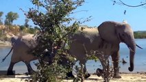 Zimbabwe Proceeds With Plan To Export Live Elephants Despite Protests