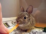 Baby wild bunny eats a carrot, Animal Advocates, Mary Cummins