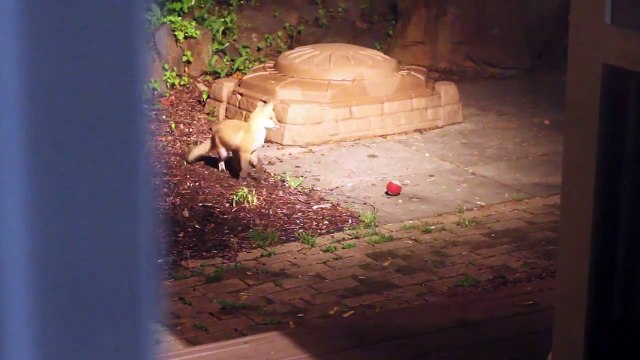 Des bébés renards jouent avec la balle du chien