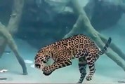 Jaguar under water : hold its breath so long time!