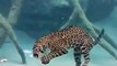 Un jaguar nage et plonge en apnée plusieurs minutes!