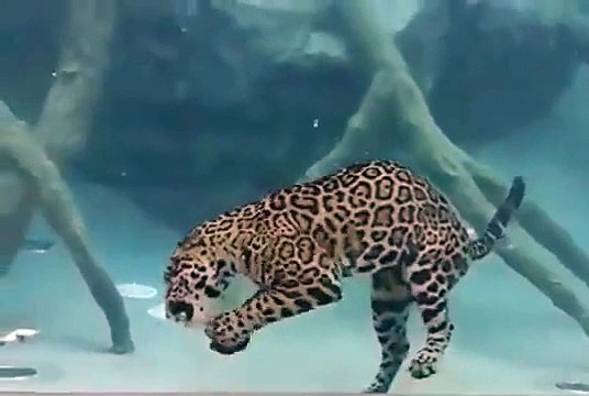 Un jaguar nage et plonge en apnée plusieurs minutes!