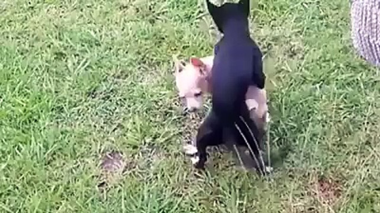 dog matting die