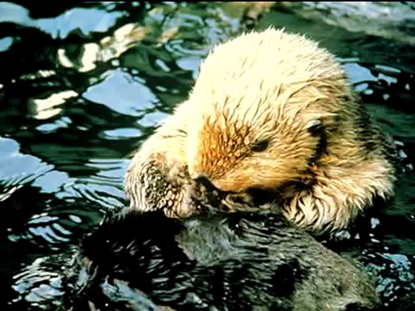 Sea Otters: A keystone species