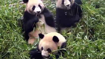 ¡Panda hambriento roba bambú a otro panda!