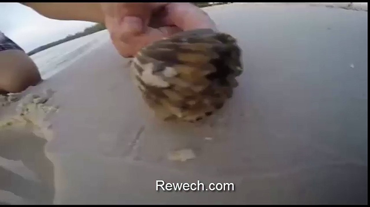 اخطبوط يختبئ في صدفة