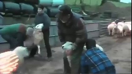 Mühendisi Çoban Yaparsan Olacağı Budur!