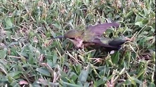 Voilà pourquoi vous devez absolument arrêter de jeter vos chewing gum par terre...