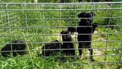 chiots nés le 22 mars 2015