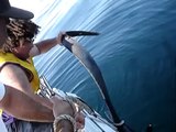 THRESHER SHARK FISHING (RAMIDOGG)