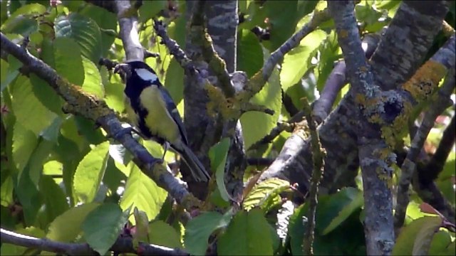 nichée de mésanges charbonnières