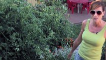 How to get Huge Tomato Plants - Easy, Cheap Tomato Fertilizing Tips
